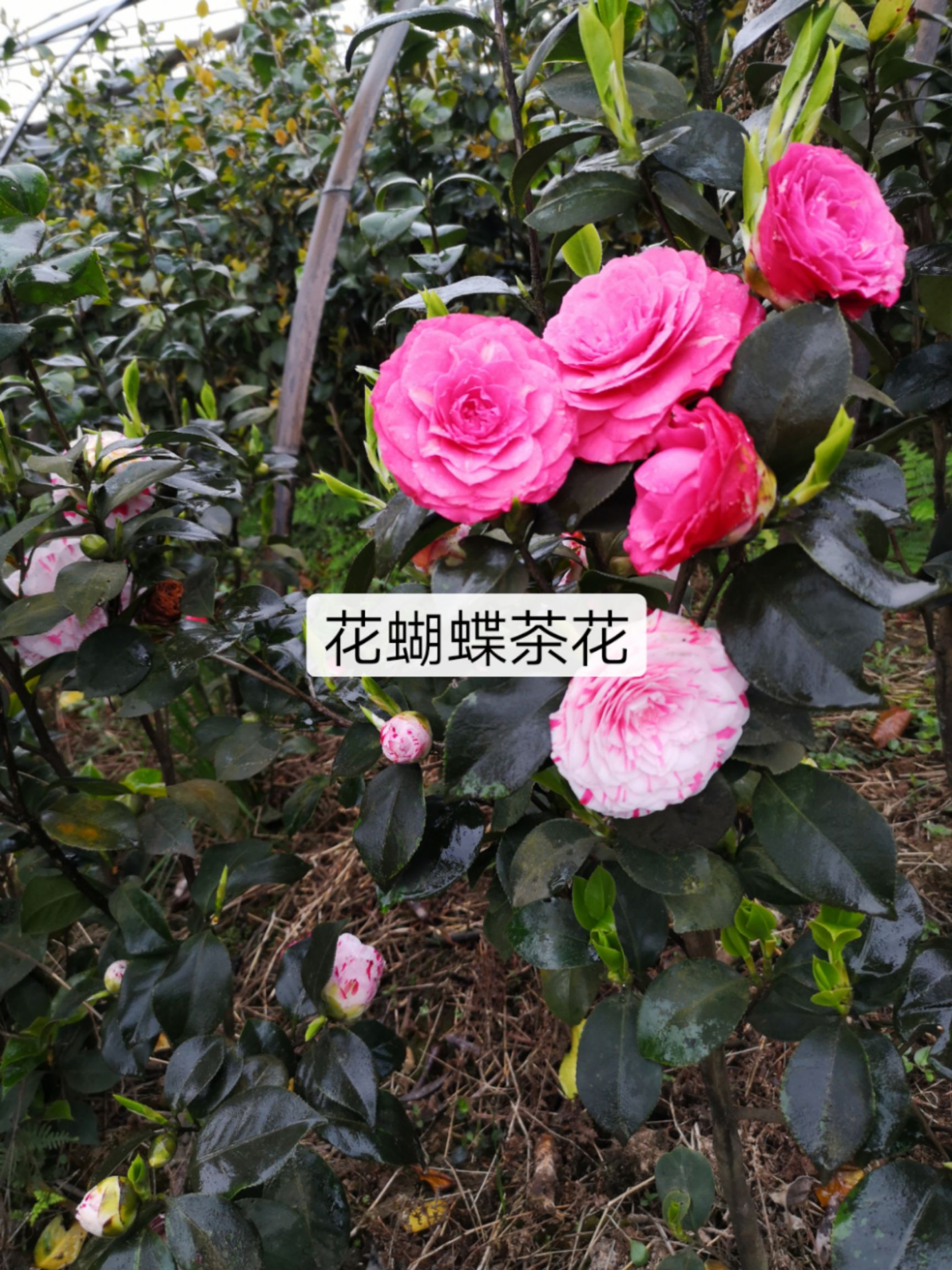  七彩茶花