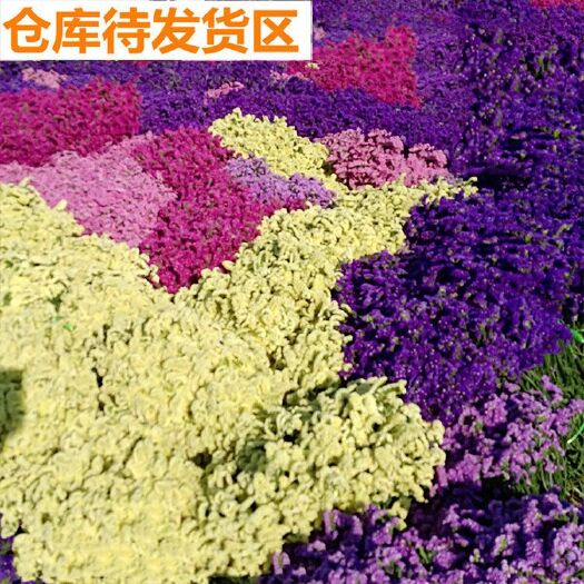  勿忘花花束 客廳干花裝飾家居裝飾擺件 客廳滿天星真花干花