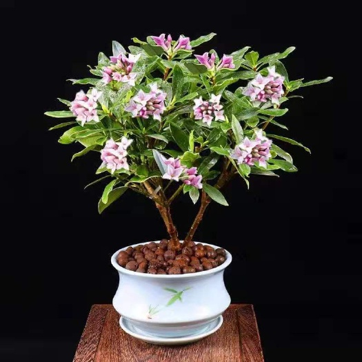 平邑县 金边瑞香盆栽苗，带花苞保湿发货，成活率高品种全