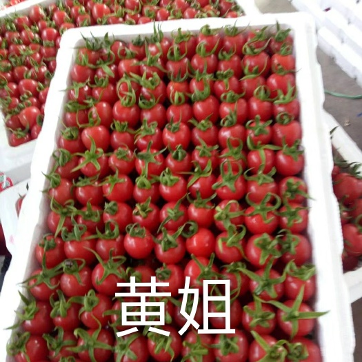 百色广西田阳圣女果千禧上市 诚信 合作愉快 常年供货代办代发
