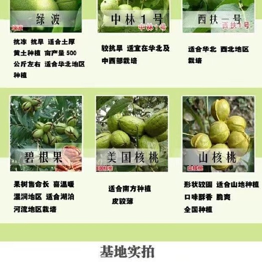 平邑县 纸皮核桃薄香核桃苗