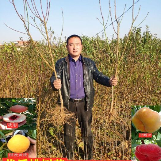 平邑县血桃苗 实地考察更放心！