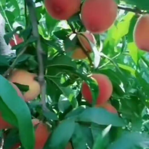 固始县黄金蜜0号桃苗 黄金蜜零号是郑州果树所刚刚育成特早熟黄桃新品种
