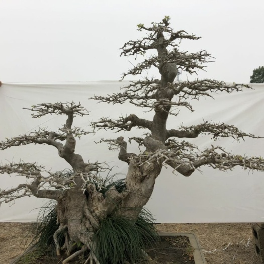 京山市 对节白蜡盆景，造型优美价格便宜