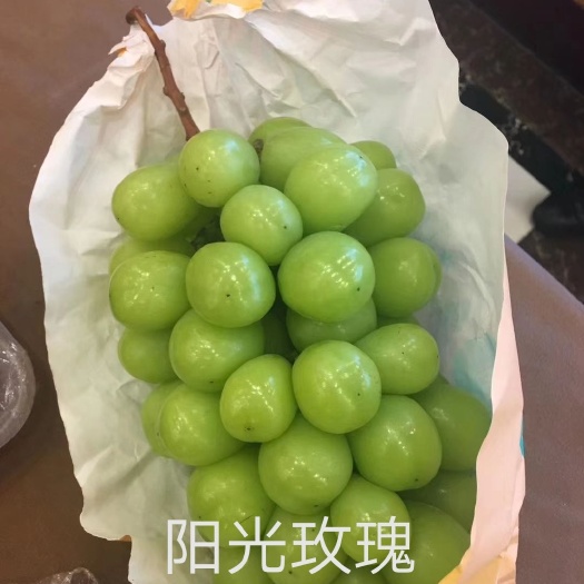 卢龙县阳光玫瑰葡萄苗
保证品种纯度，质量，量大协商。