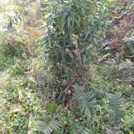 巴中 黄精