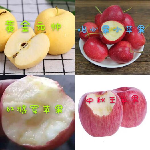 泰安苹果树苗 苹果苗 烟富10 维纳斯黄金 鲁丽  提供种植技术 可签合同