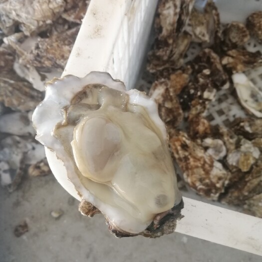乳山市乳山牡蛎 海水 1-2两/只 鲜活水产