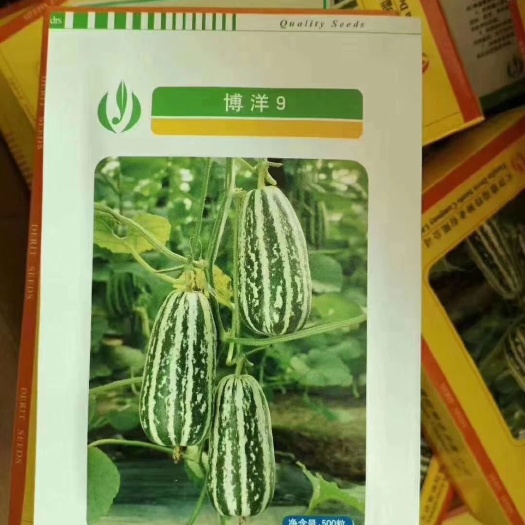 昌乐县博洋甜瓜种子 博洋9甜瓜种