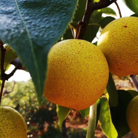 绥中县 正宗绥中白梨，批发，价格便宜冬季打冻梨🍐必备