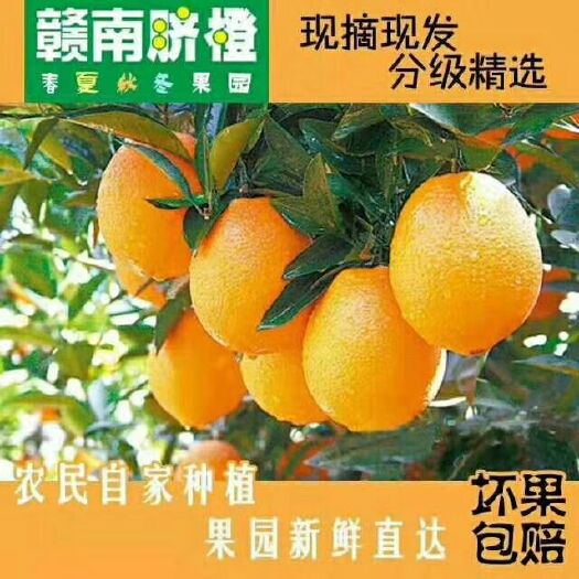瑞金市赣南脐橙 赣南纽荷尔脐橙基地现发