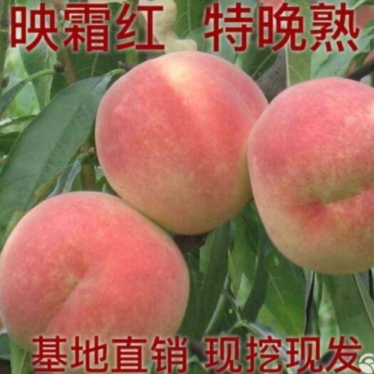 平邑县映霜红桃苗 映霜红
