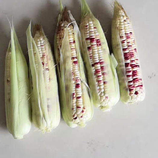 夏邑县彩甜糯2018宝马甜糯玉米种子，甜糯好吃，棒大饱满