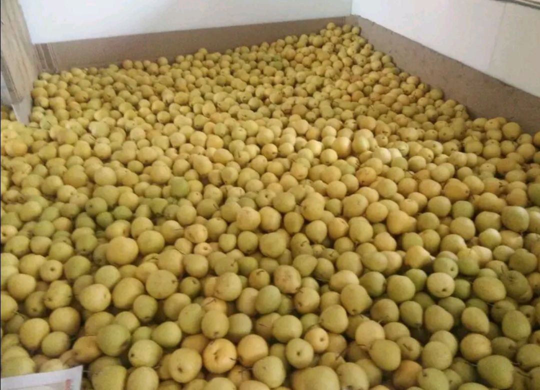 冬果梨 甘肃临夏种植基地