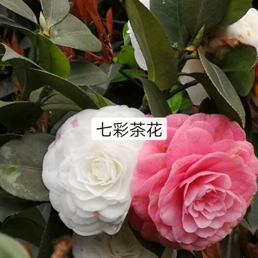 高县 七彩茶花