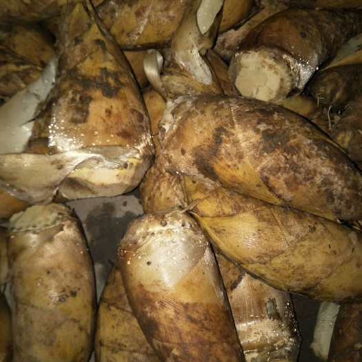 永安市冬笋大量有有兴趣的来主要代办