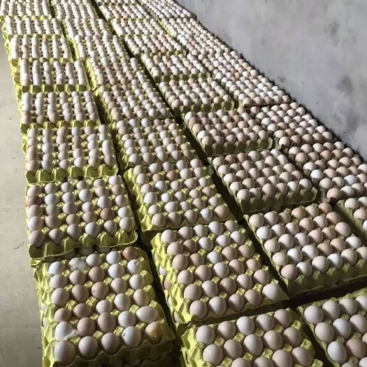 冠县粉蛋 精品粉壳蛋