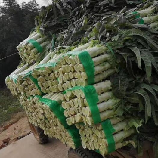 嘉鱼县永安莴笋  精品莴笋大量上市