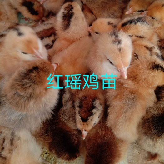 沭阳县土鸡苗草鸡苗苏北三色退草鸡出壳打防疫提供养殖技术厂家直
