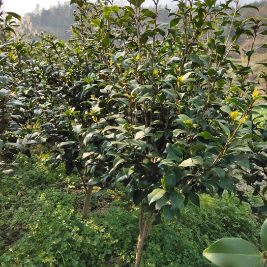 麻阳县供应湖南茶花，茶花球，茶花苗