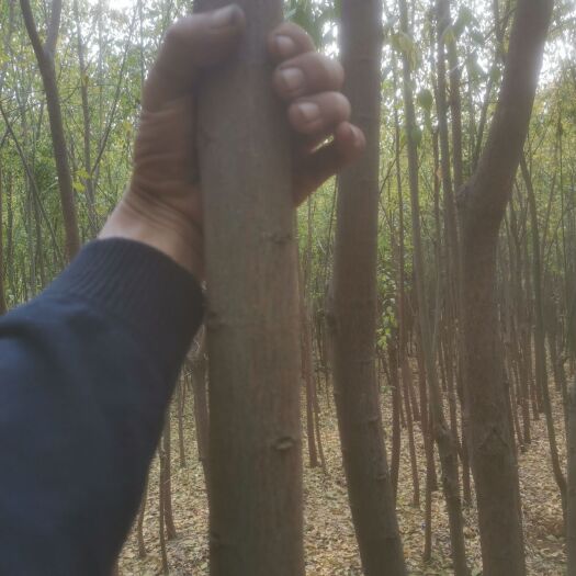 淄博丝棉木 急清地