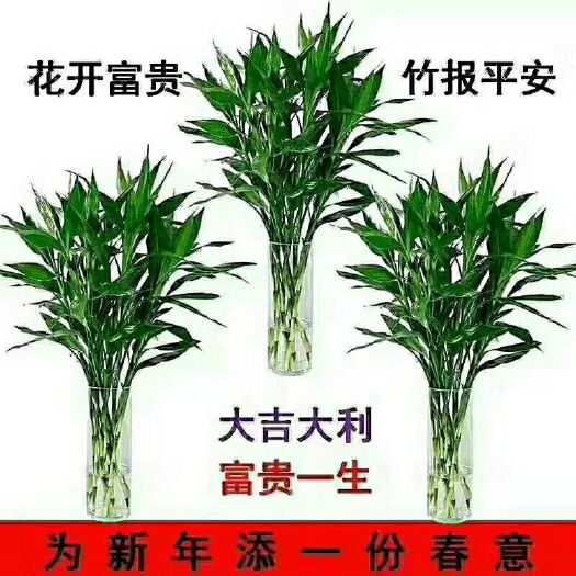 海口 海南精品富贵竹观音竹红竹水培莲花基地直发全国一件代发