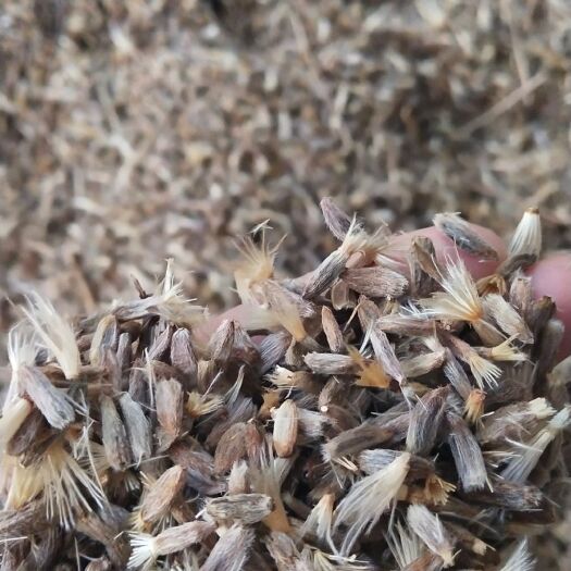 顺平县白术种子 量大优惠，成活率高！
