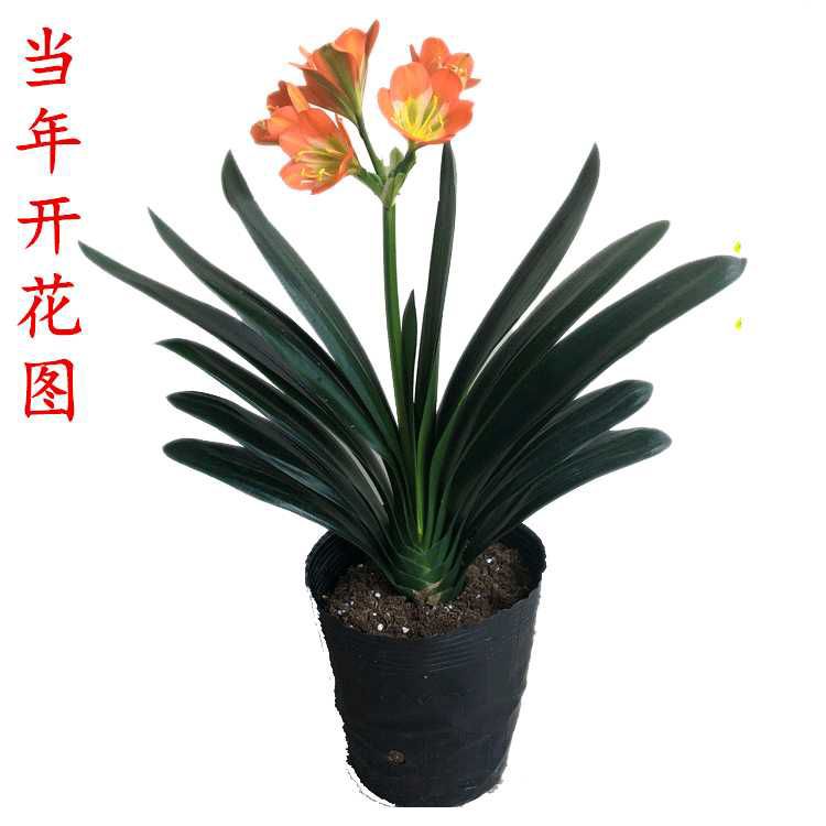  君子兰苗当年开花室内盆栽