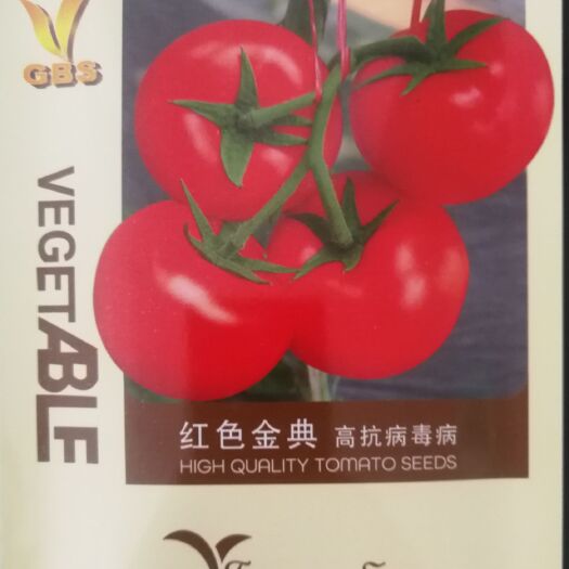 红果番茄种子 番茄种子