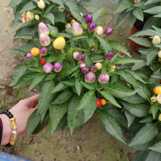 广州 观赏辣椒五色彩椒 140盆小盆栽可食用