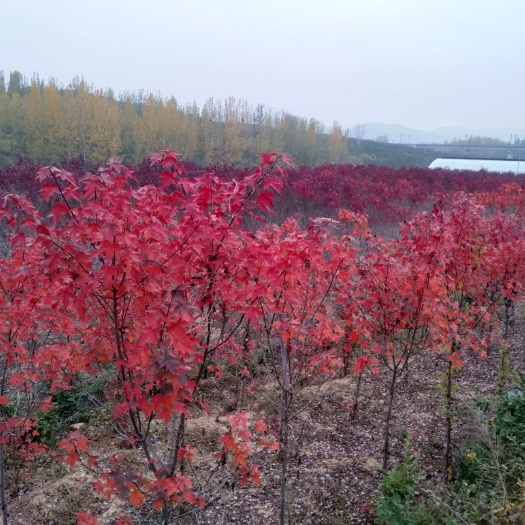 沂水县美国红枫
