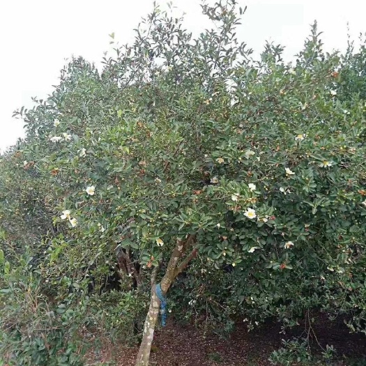 衢州 农家山茶油