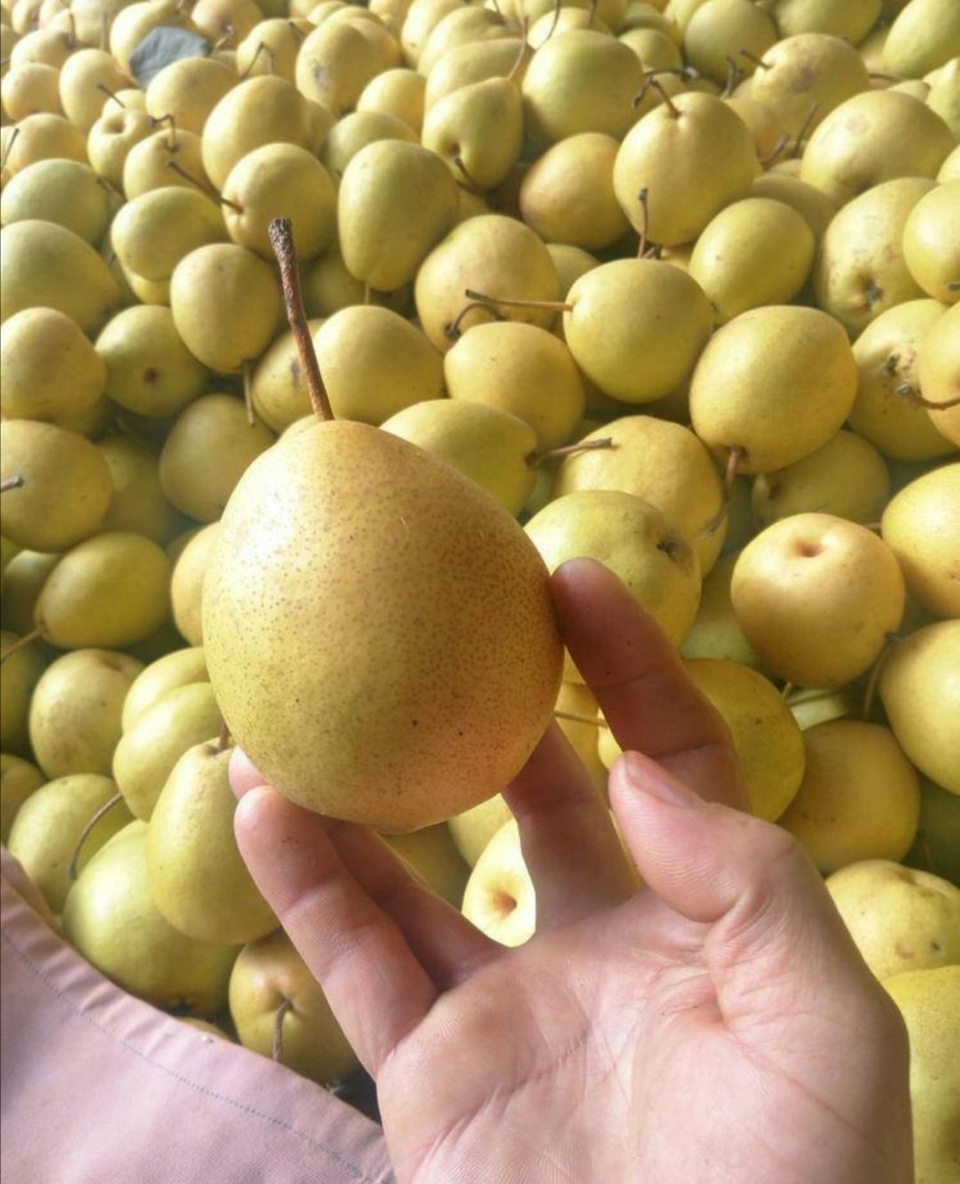 冬果梨 甘肃临夏种植基地