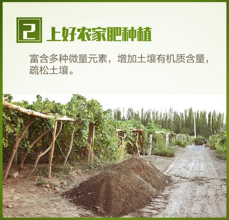 无核葡萄干  精品特级绿  品相好（包邮2斤）