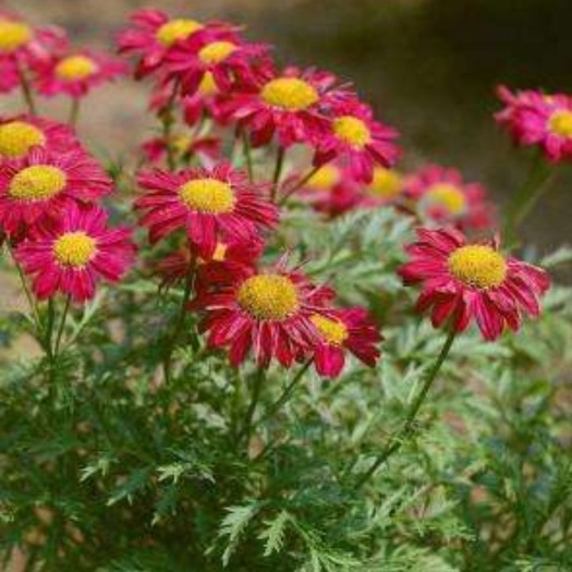 宿迁除虫菊种子是多年生草本种植。