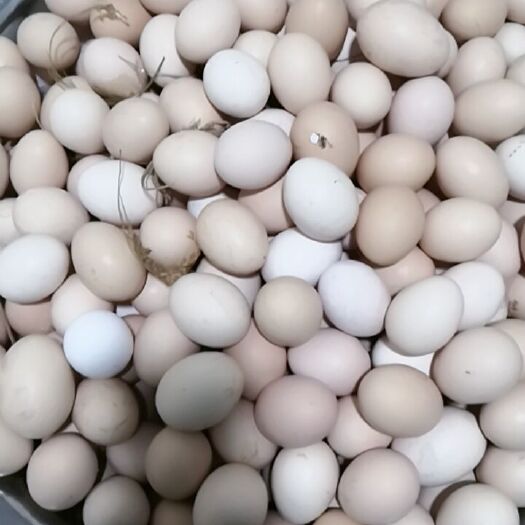 兴县土鸡蛋 食用 简包装
