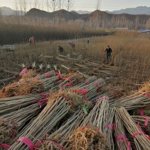 嵩县杜仲树苗 杜仲苗 杜仲药用杜仲药材杜仲杜仲皮 杜仲河南