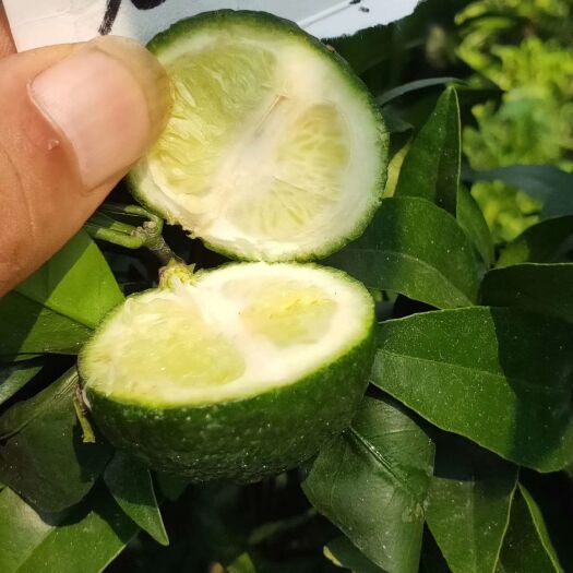 简阳市091无核沃柑苗，优质，正品，只做良心苗