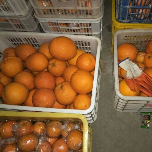 新宁县崀山脐橙  峎山脐橙，纯农家肥羊粪，鸡粪沤肥种植