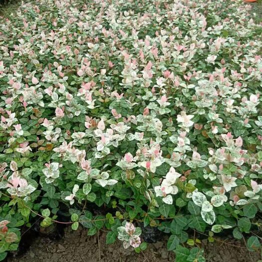 常州花叶络石 苗圃直发，量大价优