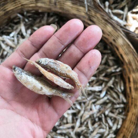 玉林小鱼干 小白肖 6公分以下 不开肚 油炸