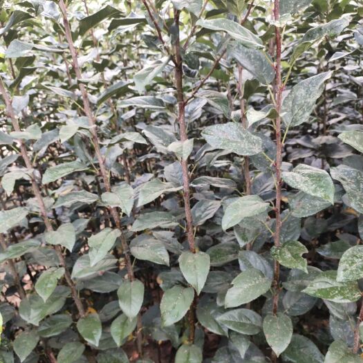 新泰市鲁丽苹果苗 保证无病毒苗木