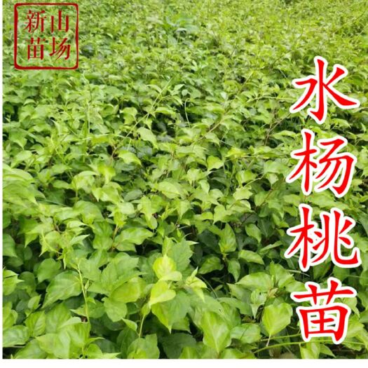 平邑县 水杨桃苗实生猕猴桃苗水洋桃苗嫁接砧木苗野生软枣猕猴桃实生