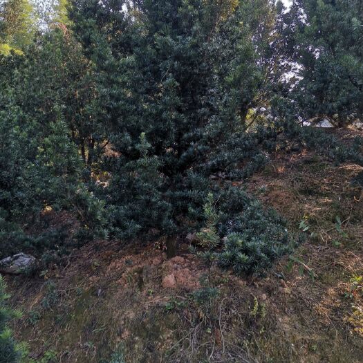 浏阳市中叶罗汉松 大量供应毛坯罗汉凇。中叶的。田苗山苗都有。