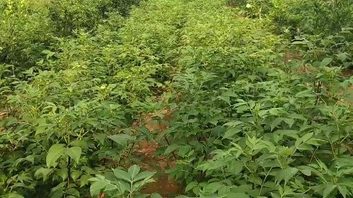 樟树市吴茱萸苗，江西中花吴茱萸枝条