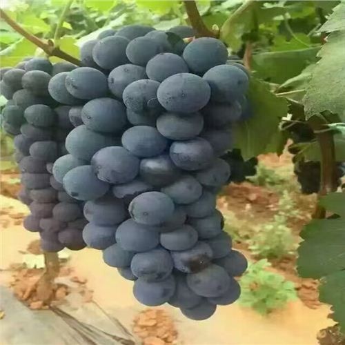 卢龙县早夏无核葡萄苗 自育品种，保证纯度，质量，保证存活率。
