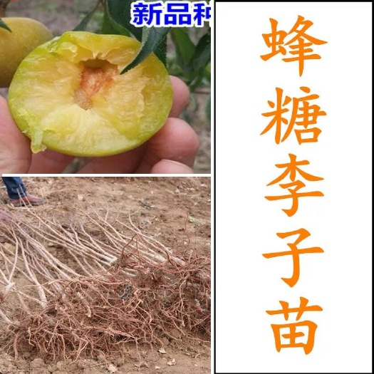 平邑县蜂糖李树苗 蜂糖李子苗 优质一级苗 果味香 品种正宗 基地直销 包成活