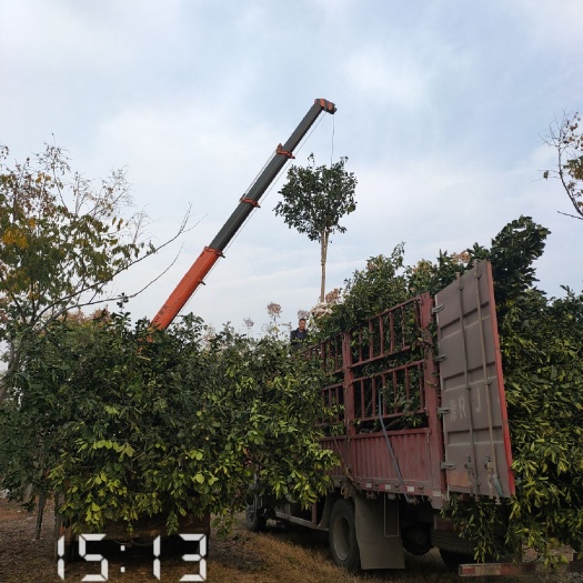 松滋市柚树苗  海量供应5公分的柚子树（香泡）
