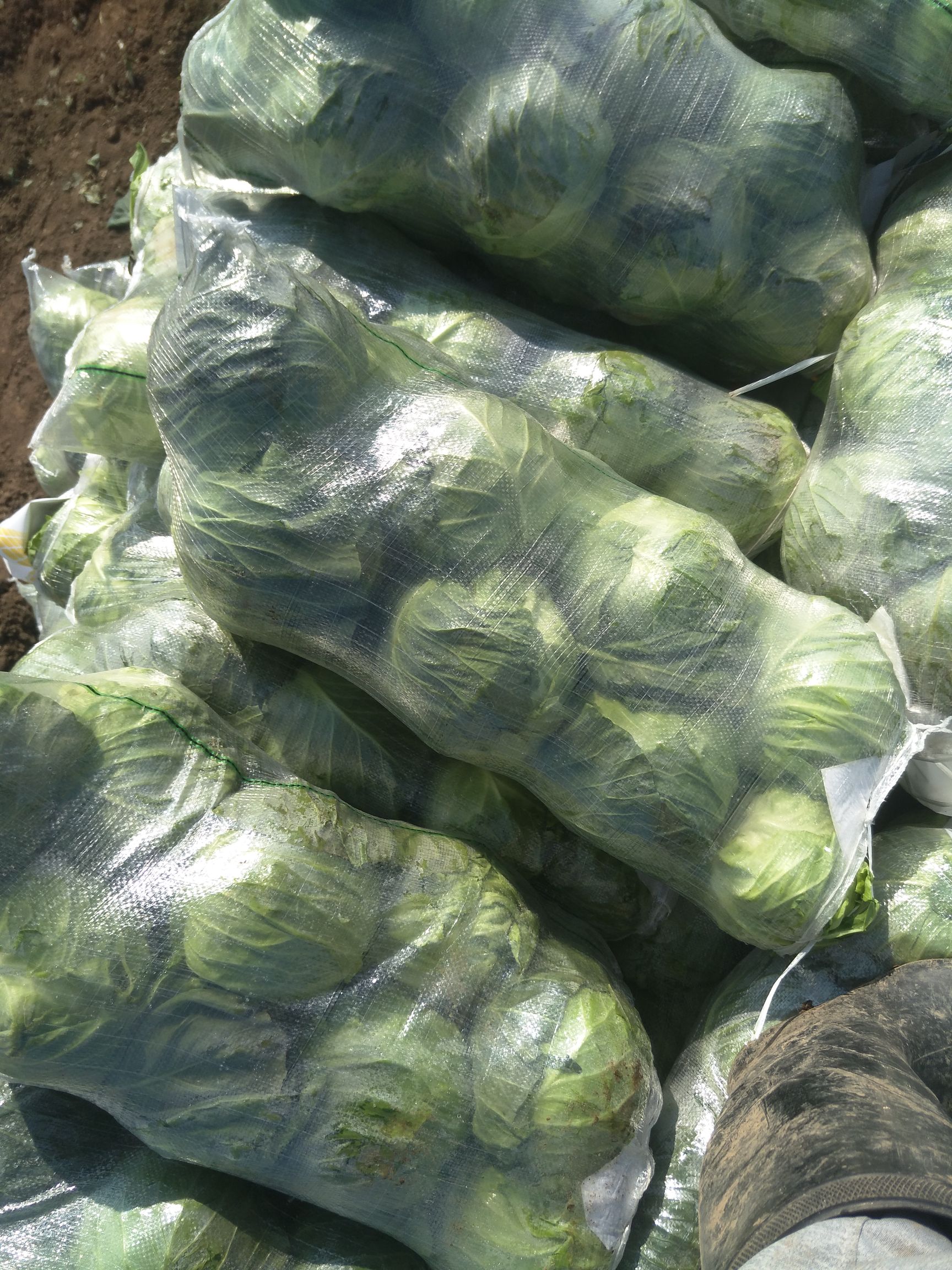 包菜 湖北省咸宁市嘉鱼县 1.0~1.5斤