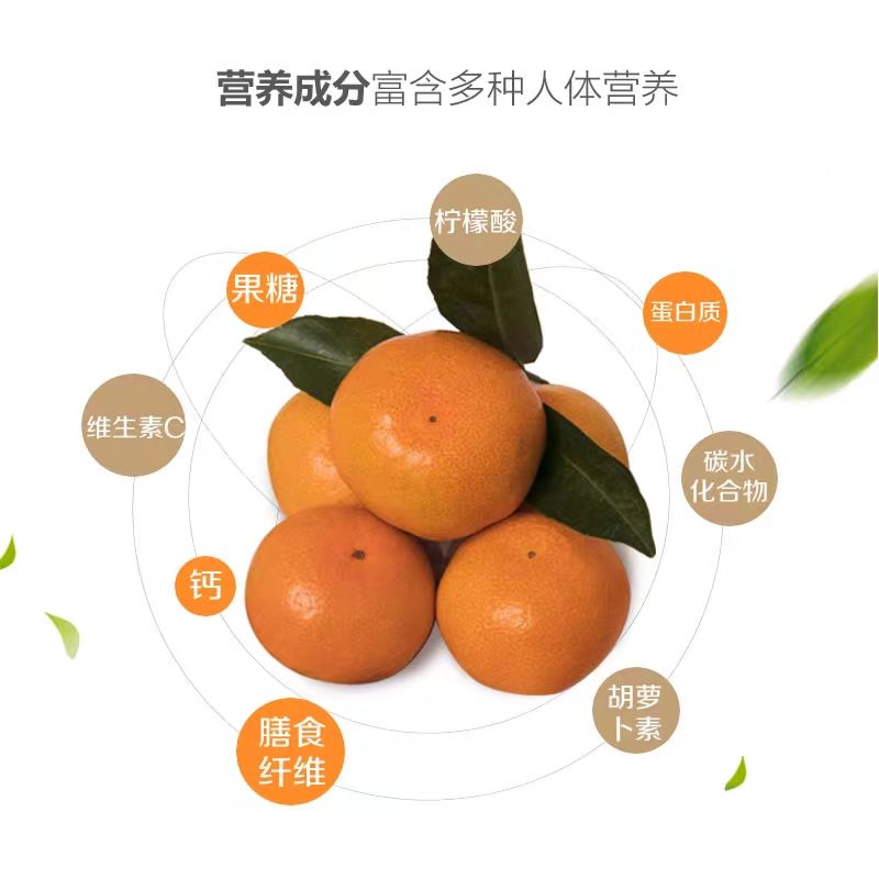 涌泉蜜桔高山蜜橘小橘子非沙糖橘宫川蜜橘无核当季鲜果中果